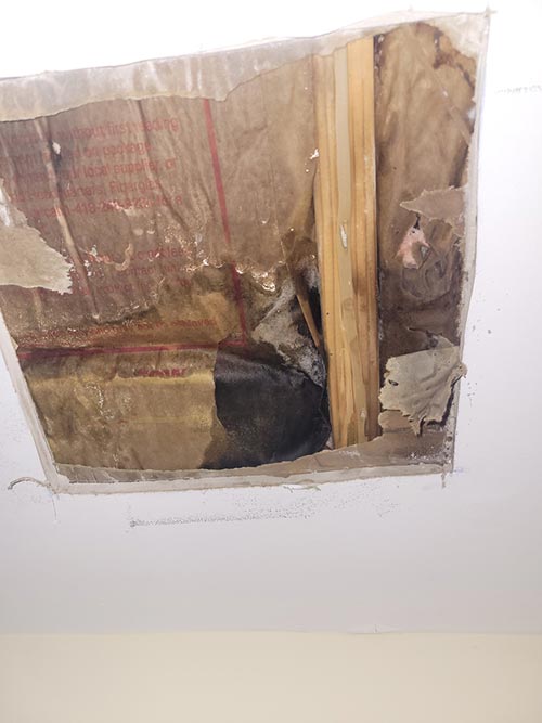Wall Mold Remediation